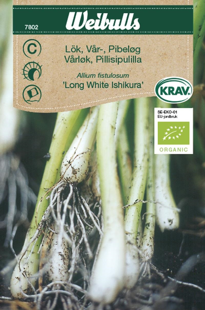 7802, Lök, vårlök KRAV Long White Ishikura KRAV   Allium fistulosum