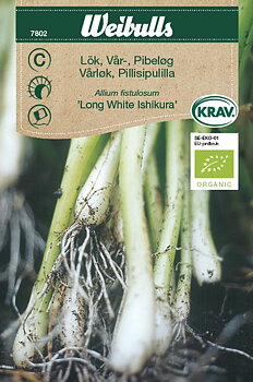 7802, Lök, vårlök KRAV Long White Ishikura KRAV   Allium fistulosum