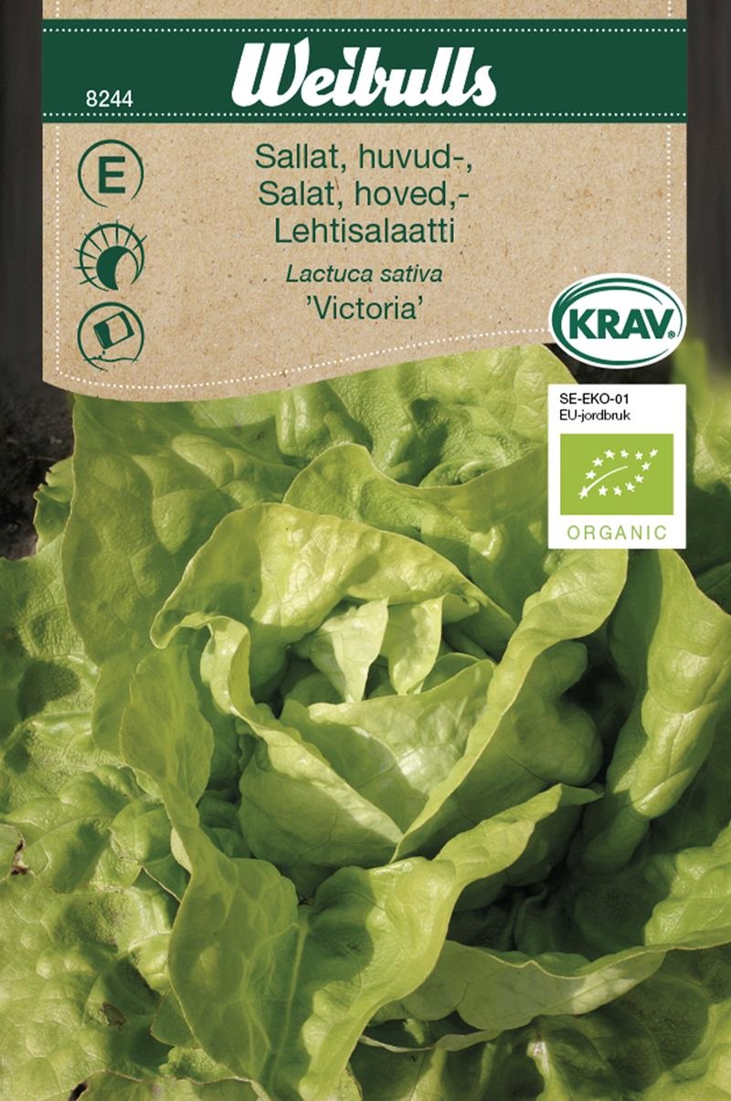 8244 Sallat, huvud- KRAV   Lactuca sativa