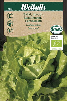 8244 Sallat, huvud- KRAV   Lactuca sativa