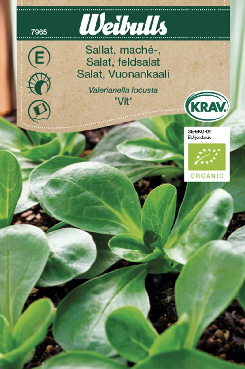 7965 Sallat, mâche- KRAV   Valerianella locusta