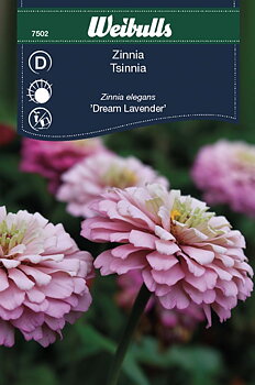 7502, Zinnia Dream Lavender  Zinnia elegans
