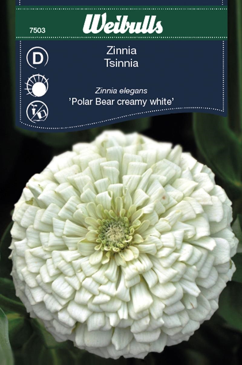 7503, Zinnia Polar Bear CreamyW  Zinnia elegans