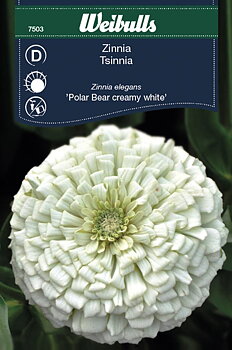 7503, Zinnia Polar Bear CreamyW  Zinnia elegans