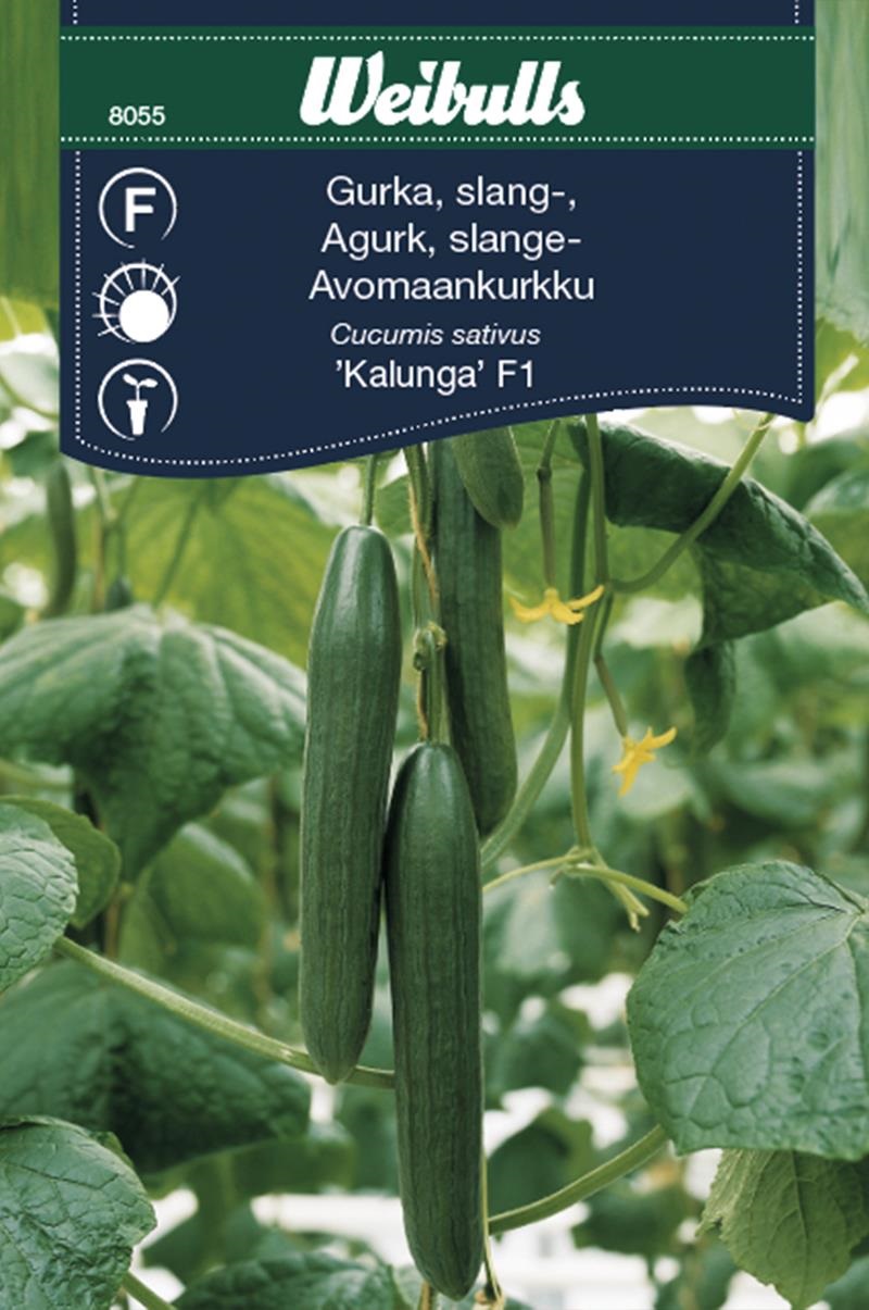 8055   Gurka, växthus-  Cucumis sativus