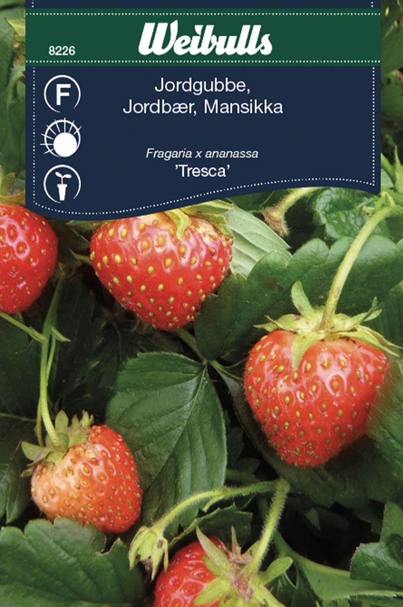 8226   Jordgubbe-  Fragaria x ananassa