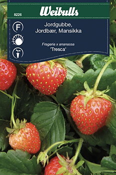 8226   Jordgubbe-  Fragaria x ananassa