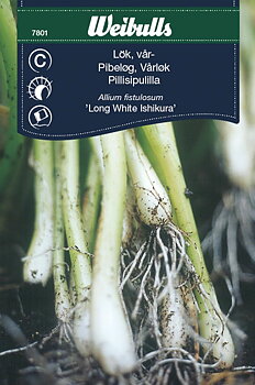 7801, Lök, piplök/salladslök-  Allium fistulosum