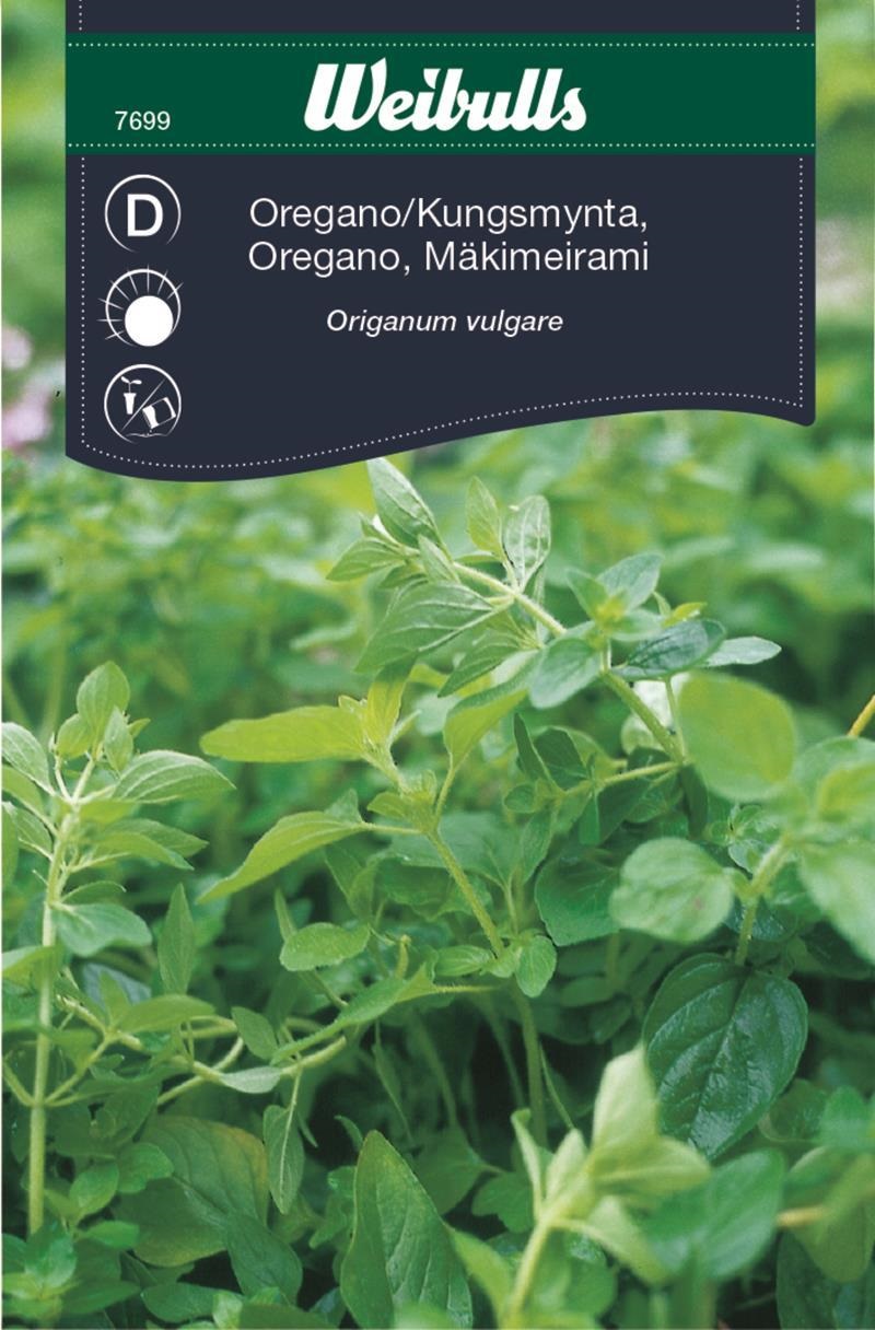 7699   Oregano/Kungsmynta-    Origanum vulgare - 3