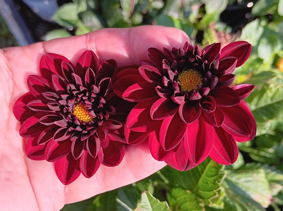 Dahlia rotad stickling Gideon "Udda Sorter"