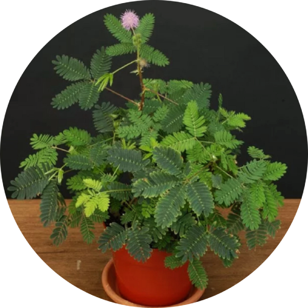 SENSITIVA rör mig ej MIMOSA PUDICA - Fröbanken