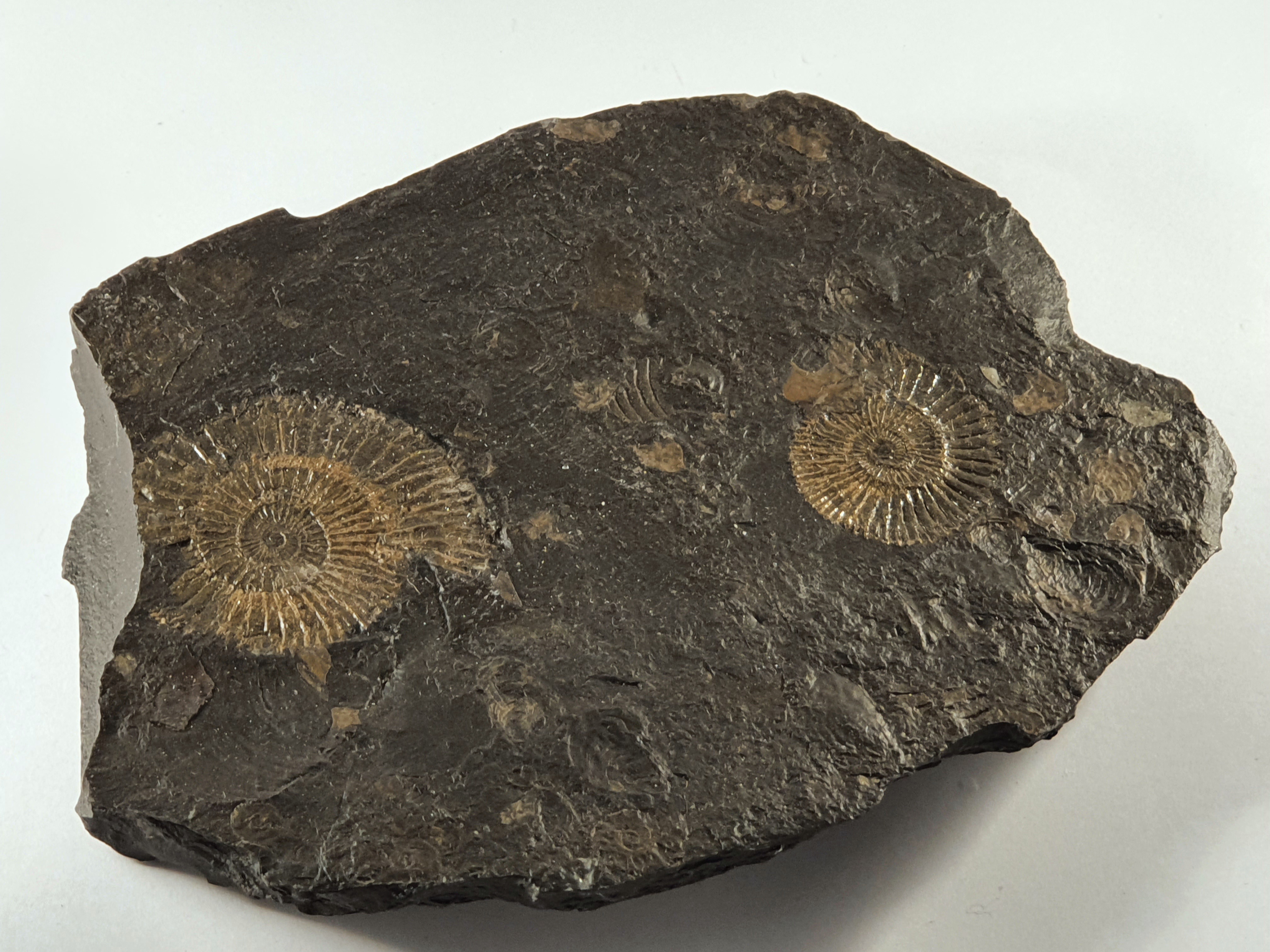 Pyritized ammonite in shale, Holtzmaden, Germany