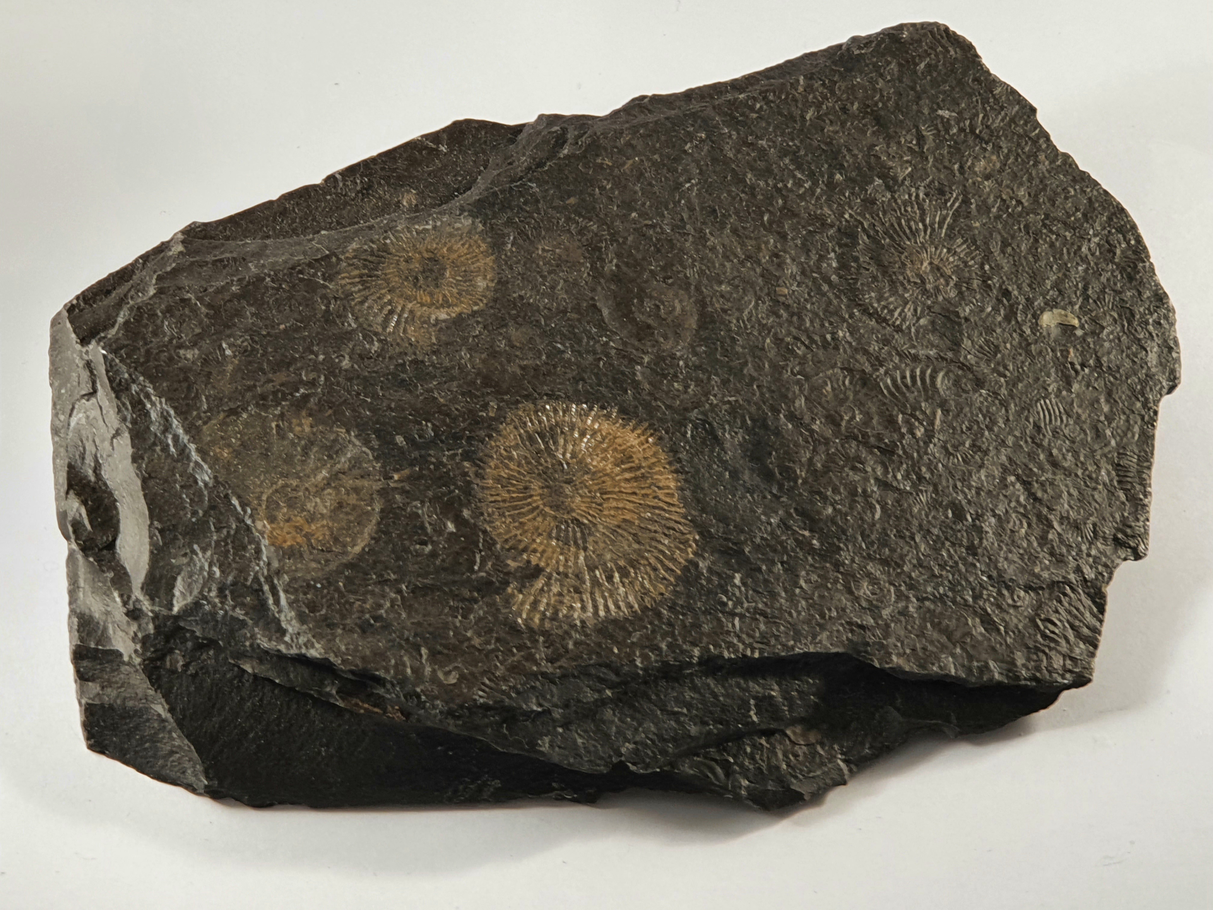 Pyritized ammonite in shale, Holtzmaden, Germany ( smaller plate )