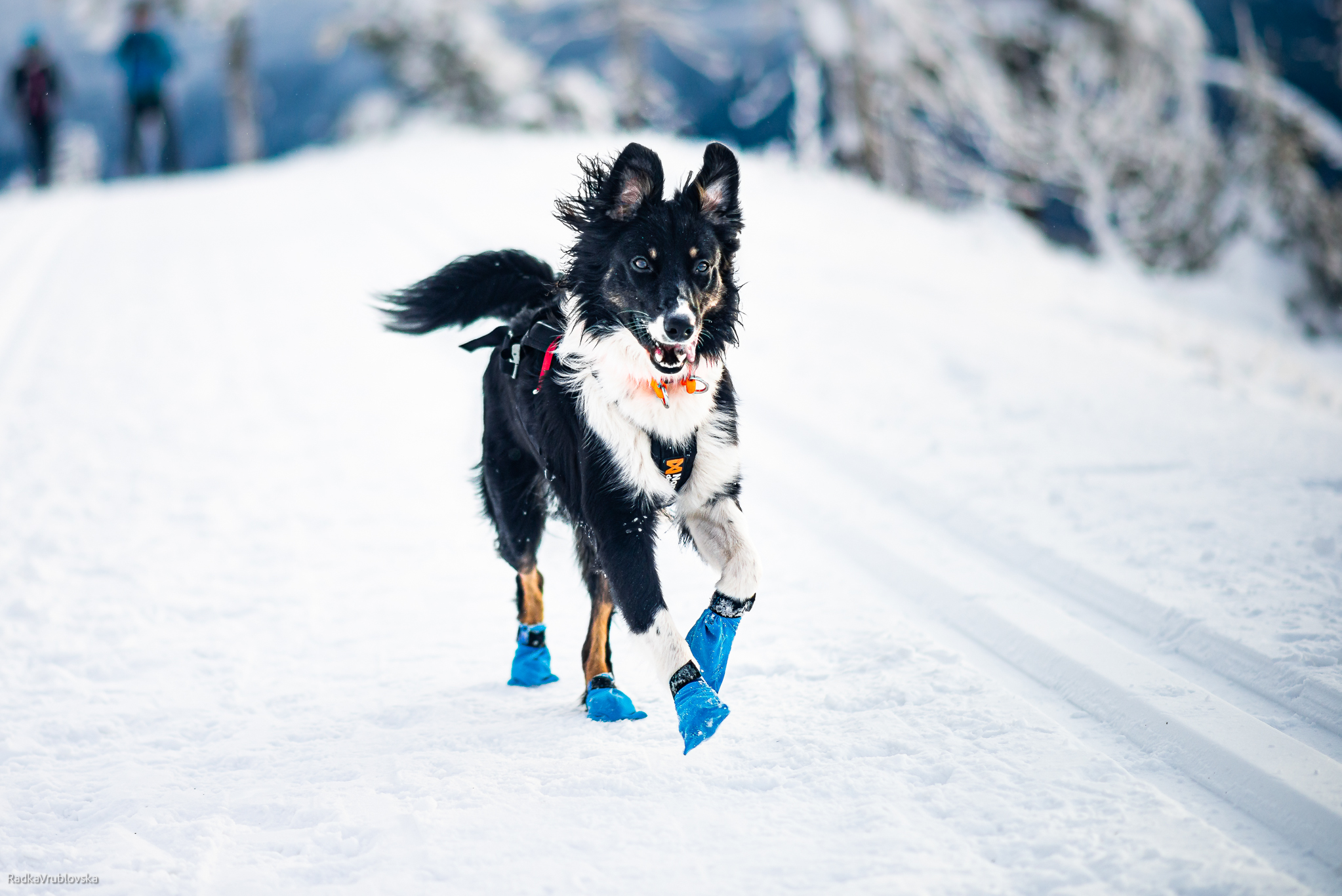 Non-Stop Long Distance Bootie 4-pack- lättviktssocka som skyddar mot snö, is och salt - 5