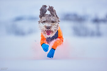 Non-Stop Long Distance Bootie 4-pack- lättviktssocka som skyddar mot snö, is och salt