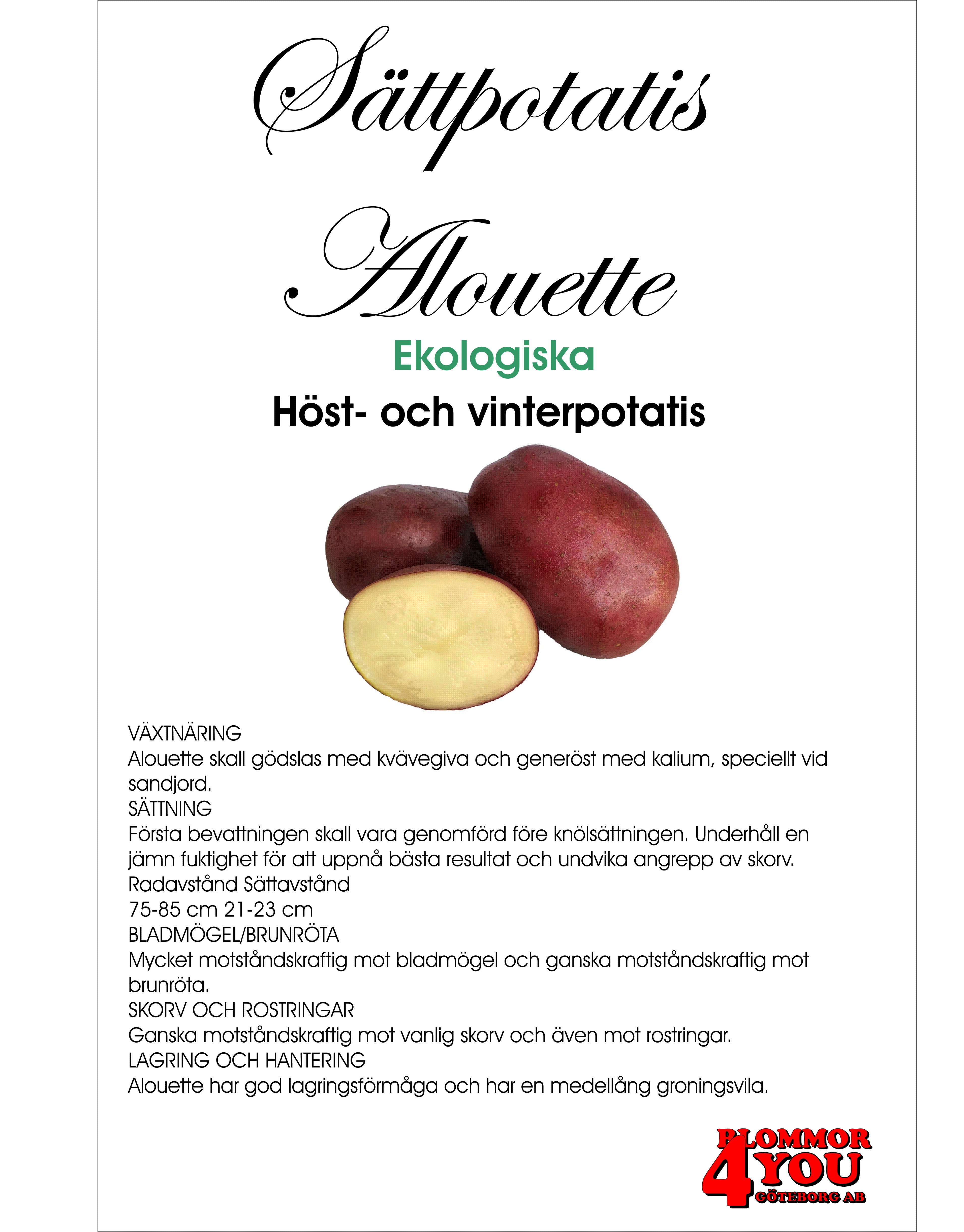 Sättpotatis Alouette Eko 2 Kilo