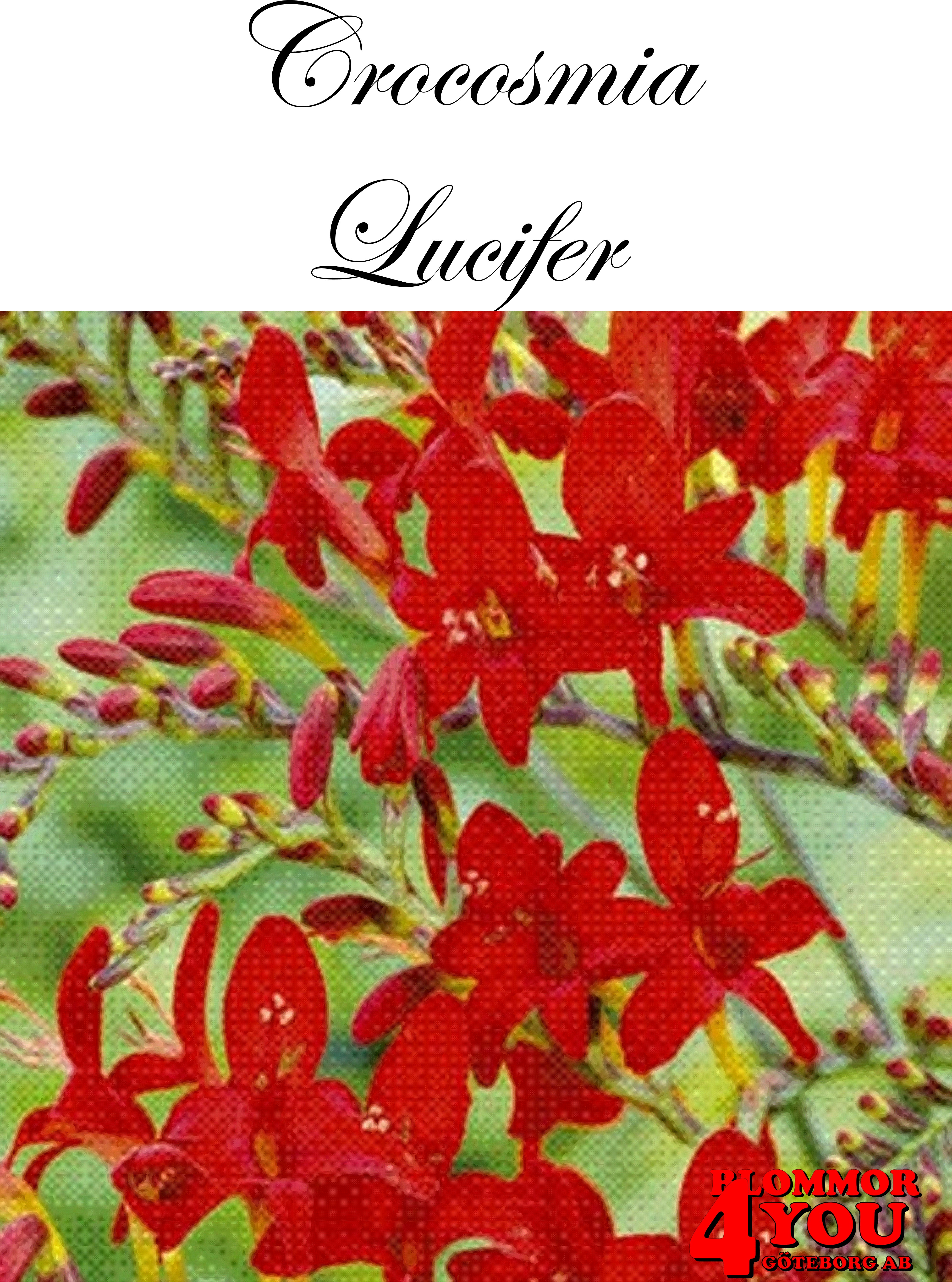 Crocosmia Lucifer
