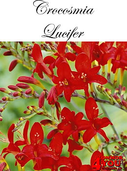 Crocosmia Lucifer