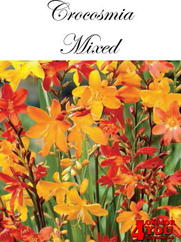 Crocosmia Mixed