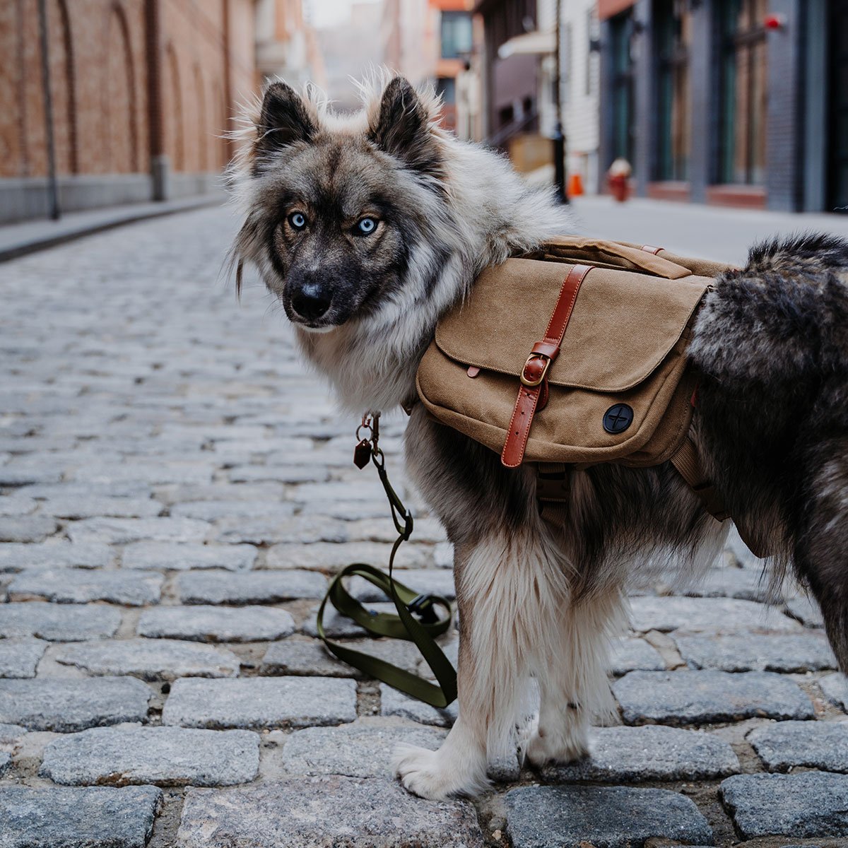 Wolf Repbulic Backpack For The Dog - 3