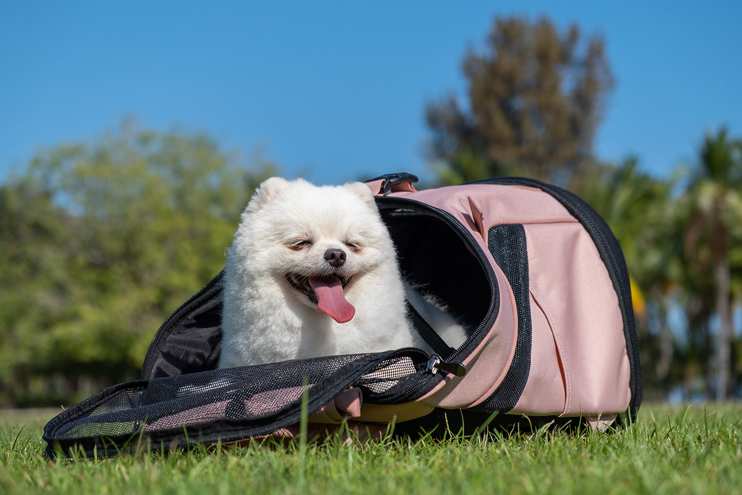 Ultralight Pro Backpack Carrier - Coral Pink - Ibiyaya - 13