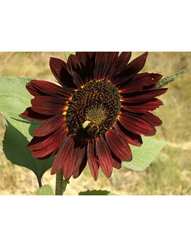 Solros Girasol de Jardin