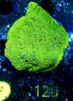 Montipora spp. encrusting