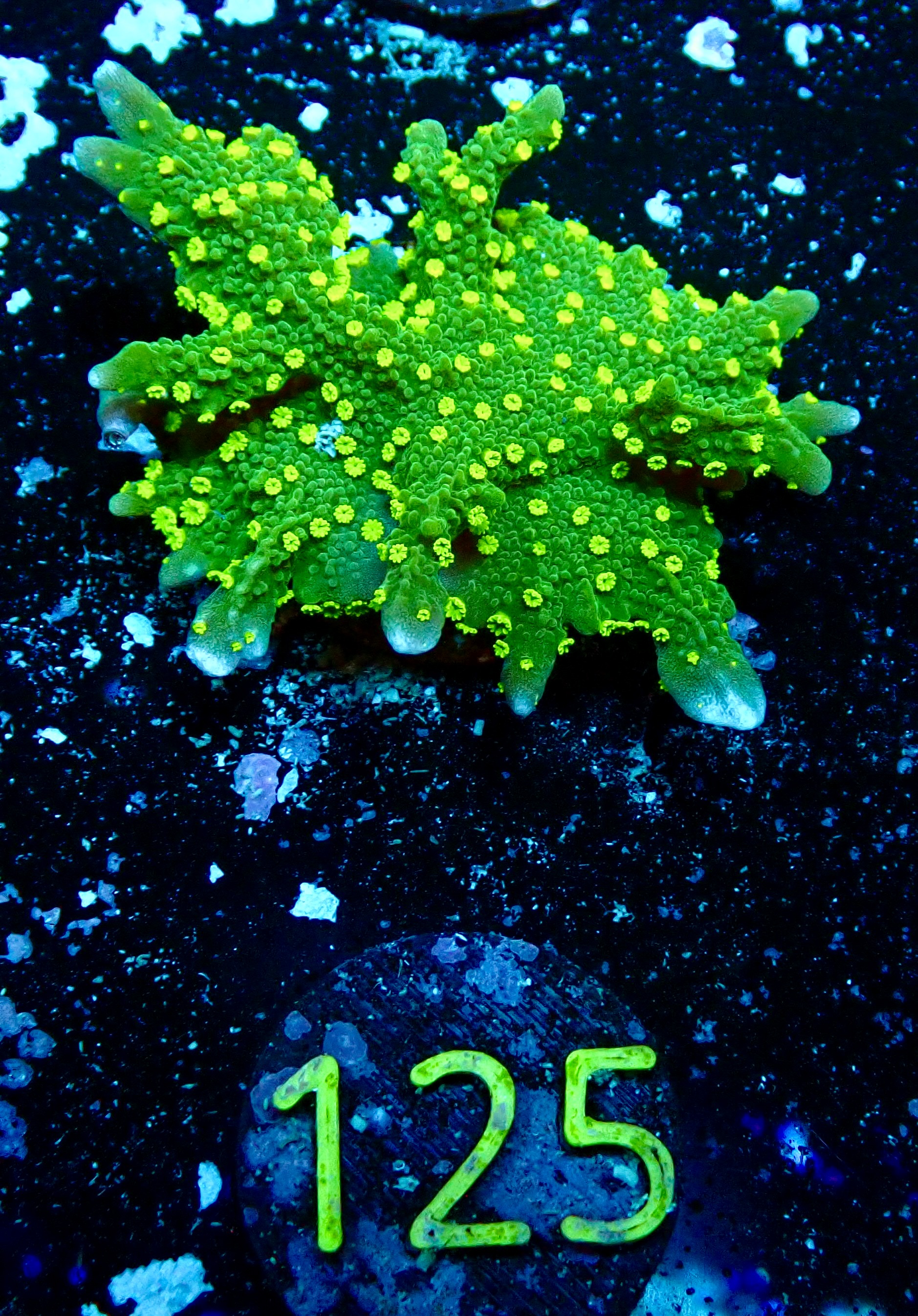 Montipora stellata