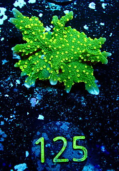 Montipora stellata