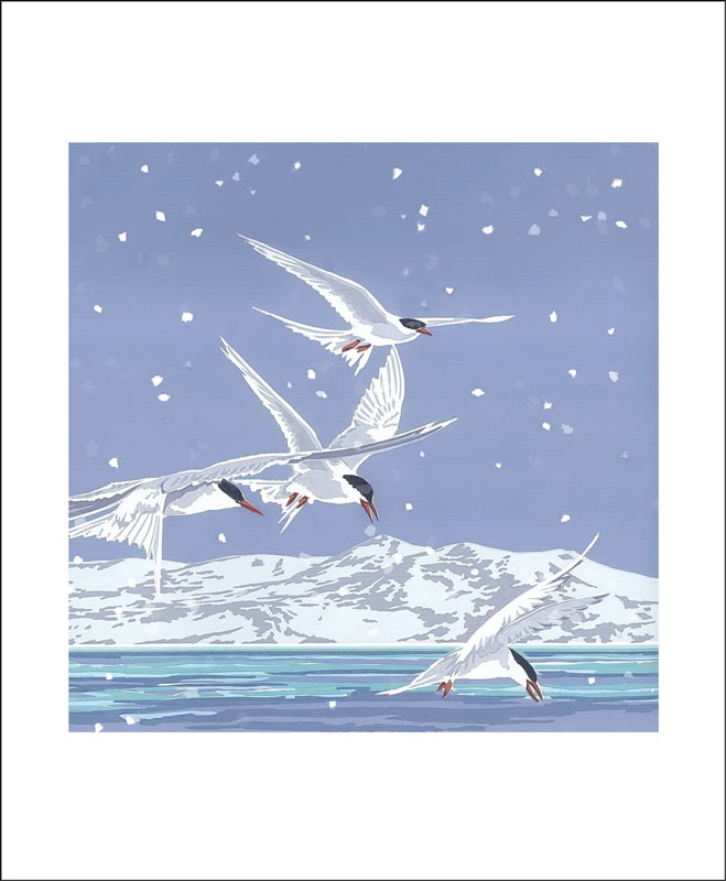 Snowy Terns, Greeting Card