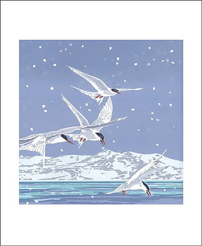 Snowy Terns, Greeting Card