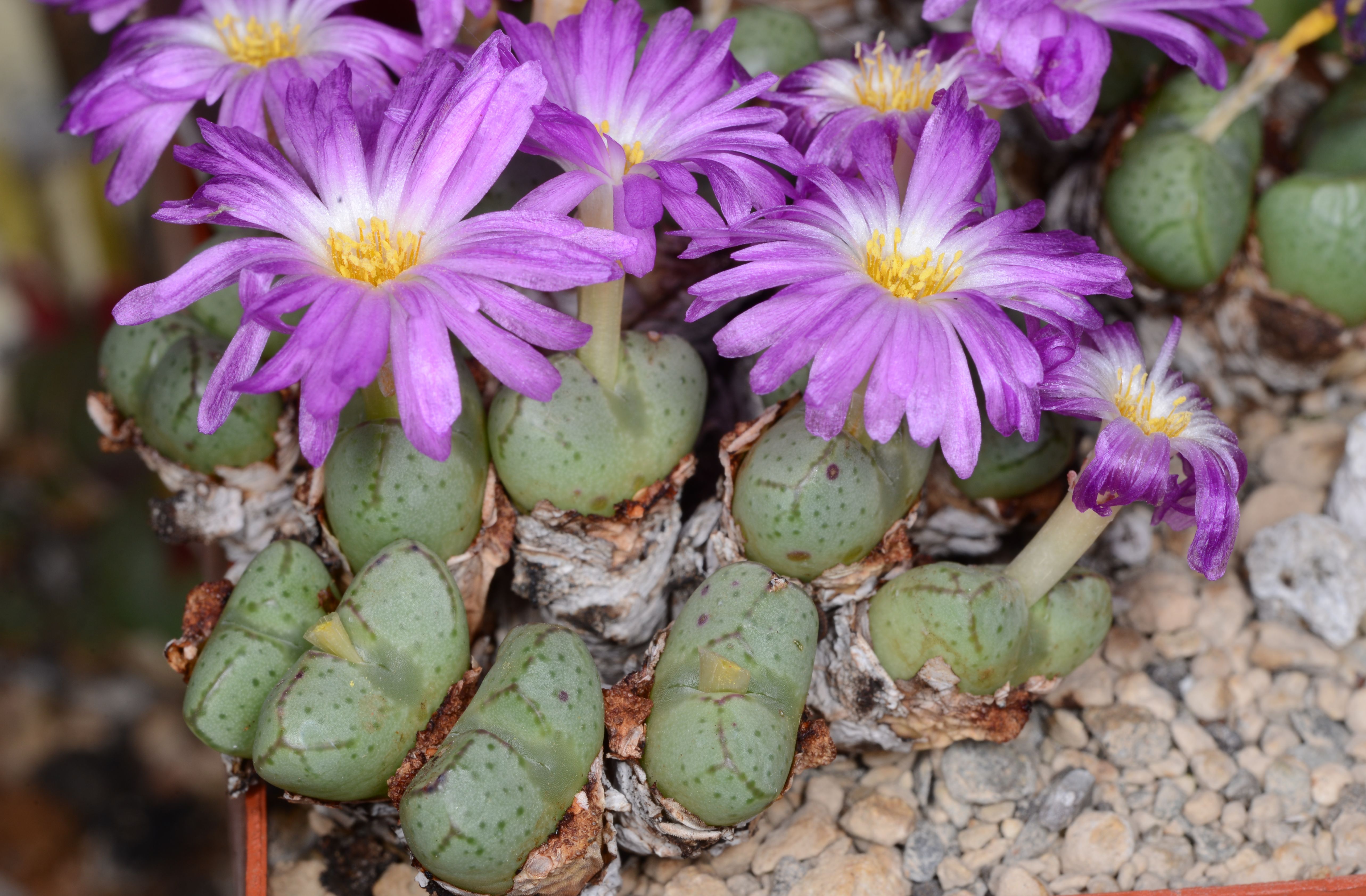 Conophytum violaciflorum  (NE Springbok)