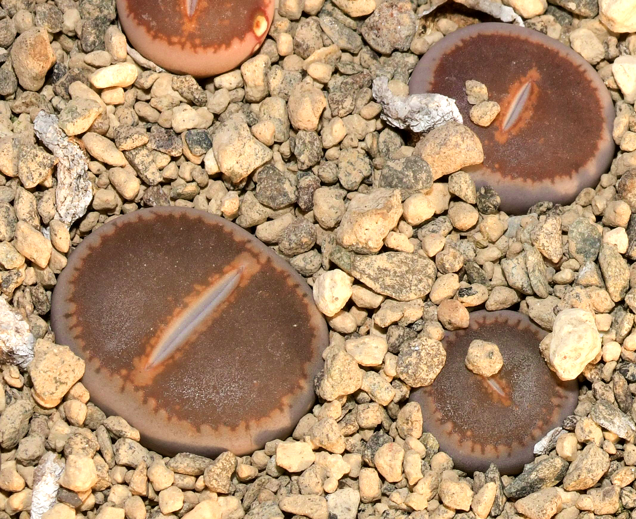 Lithops aucampiae cv. Dark Red