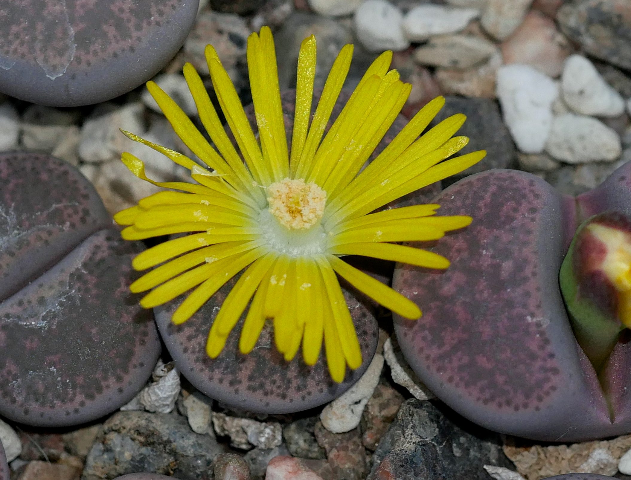 Lithops terricolor cv. Pinky