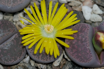 Lithops terricolor cv. Pinky