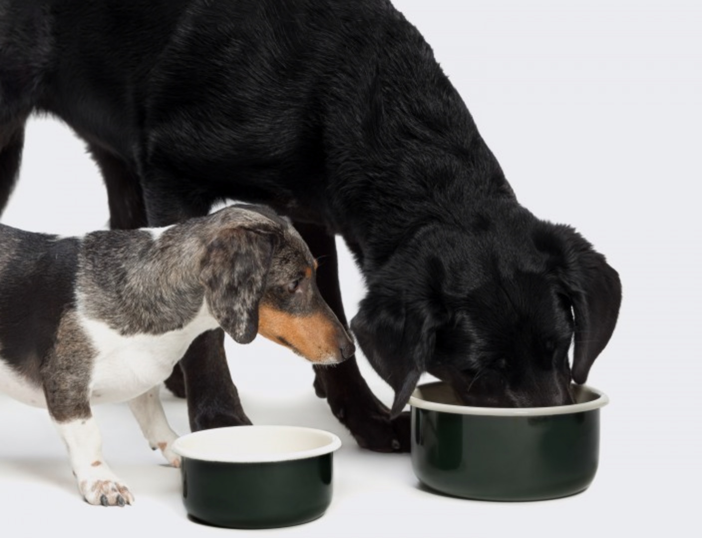 Cloud7 Dark Green Dog Food Bowl - 2