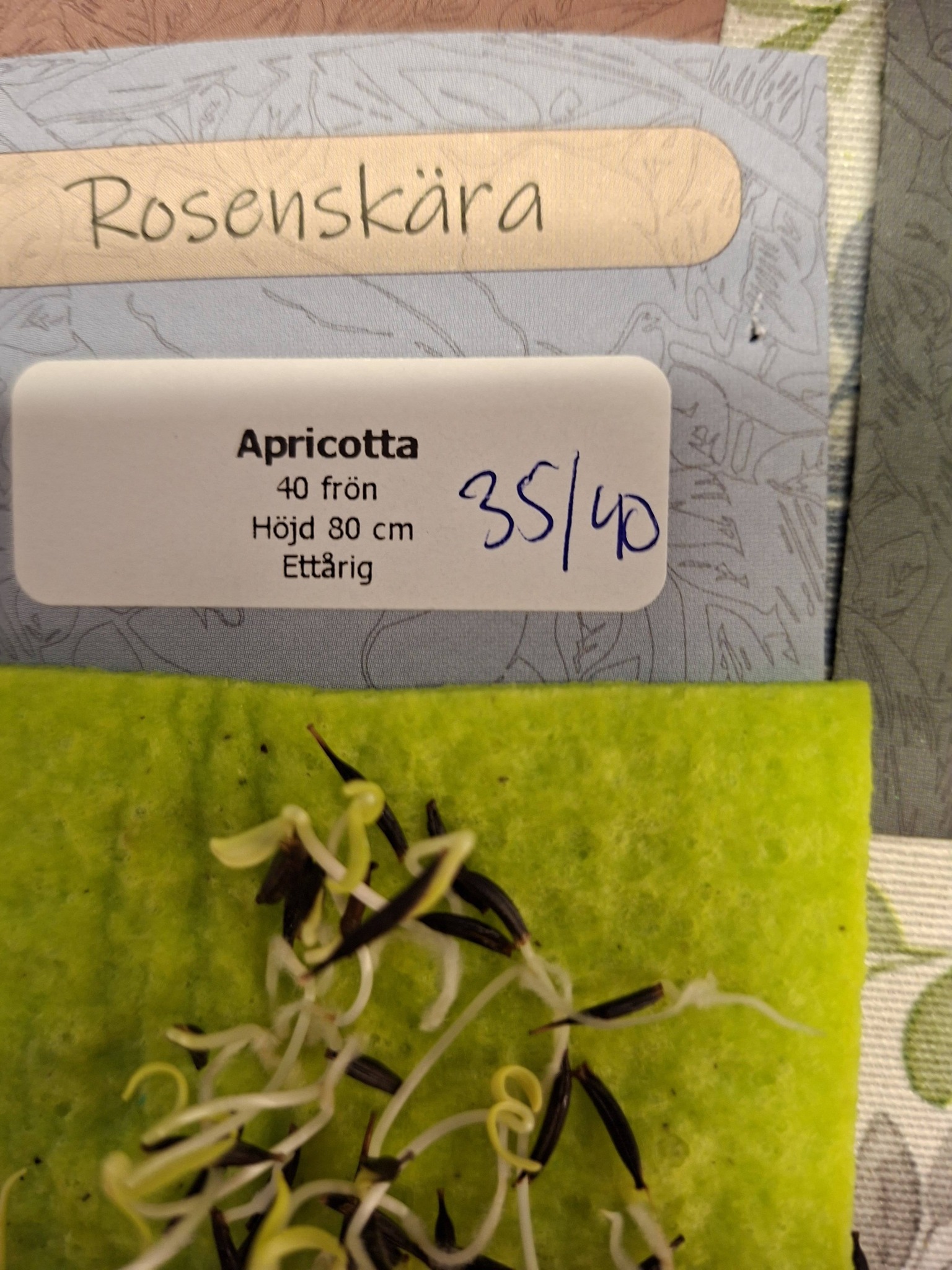 Rosenskära Apricotta 40 frö - 2
