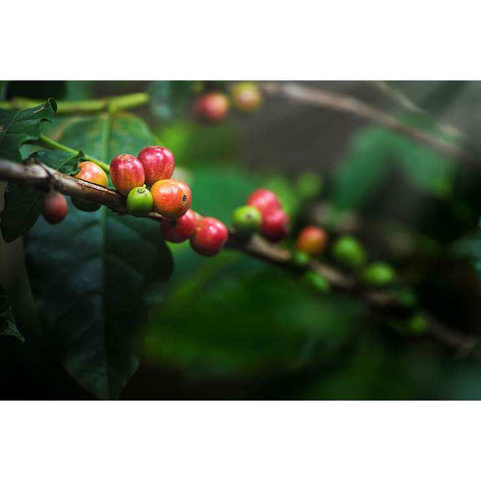 Kaffe Green Forest 60x100g eko - 2