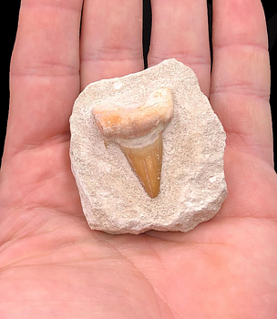 Otodus Förstenad Hajtand i matrix - 6cm