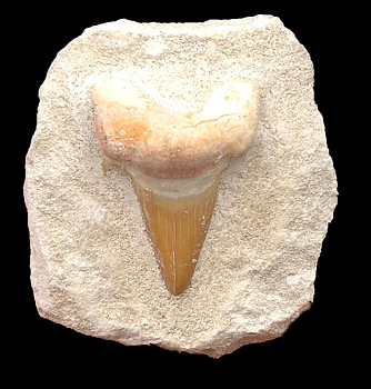 Otodus Förstenad Hajtand i matrix - 6cm