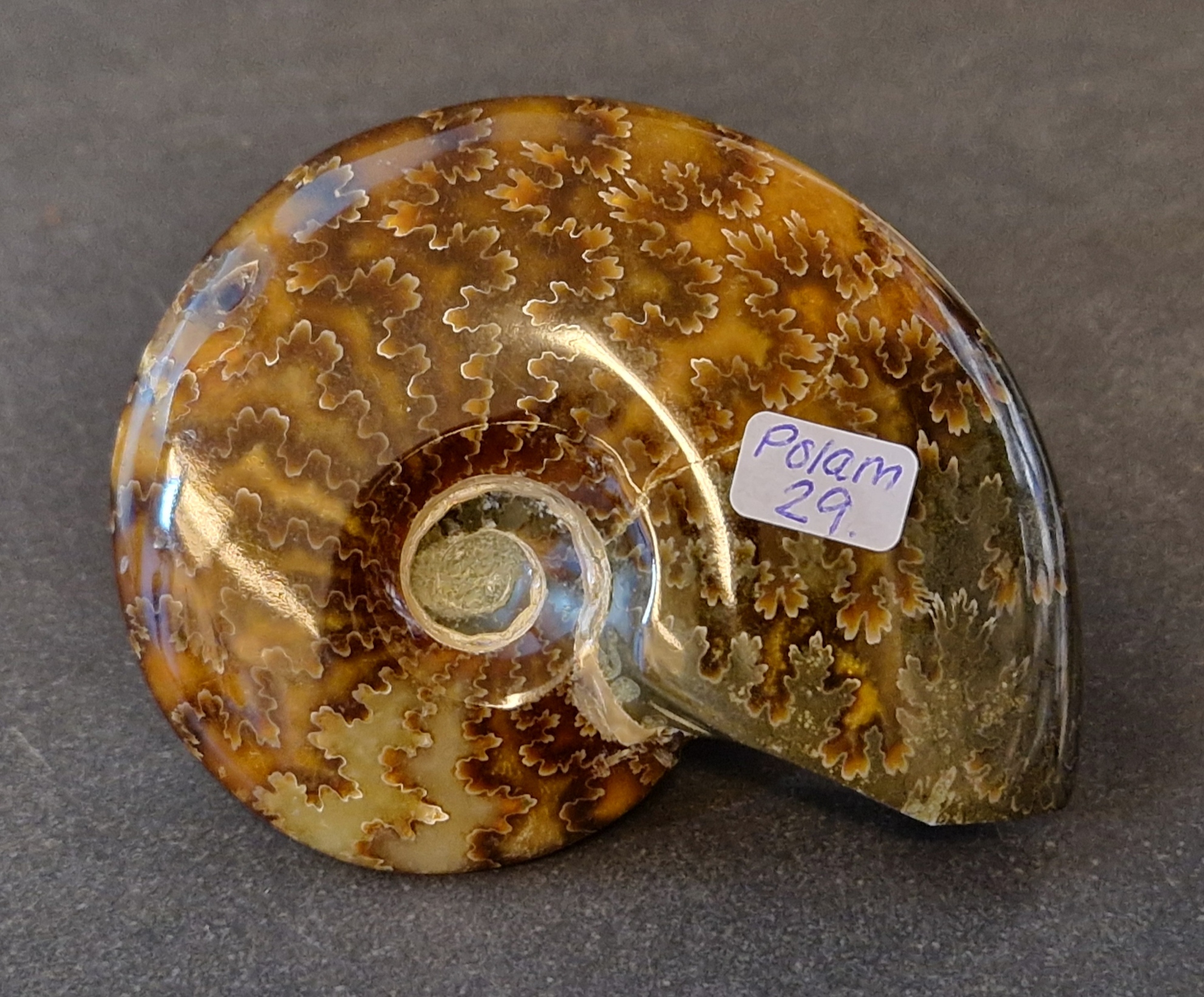 Polerad Ammonit - POLAM29
