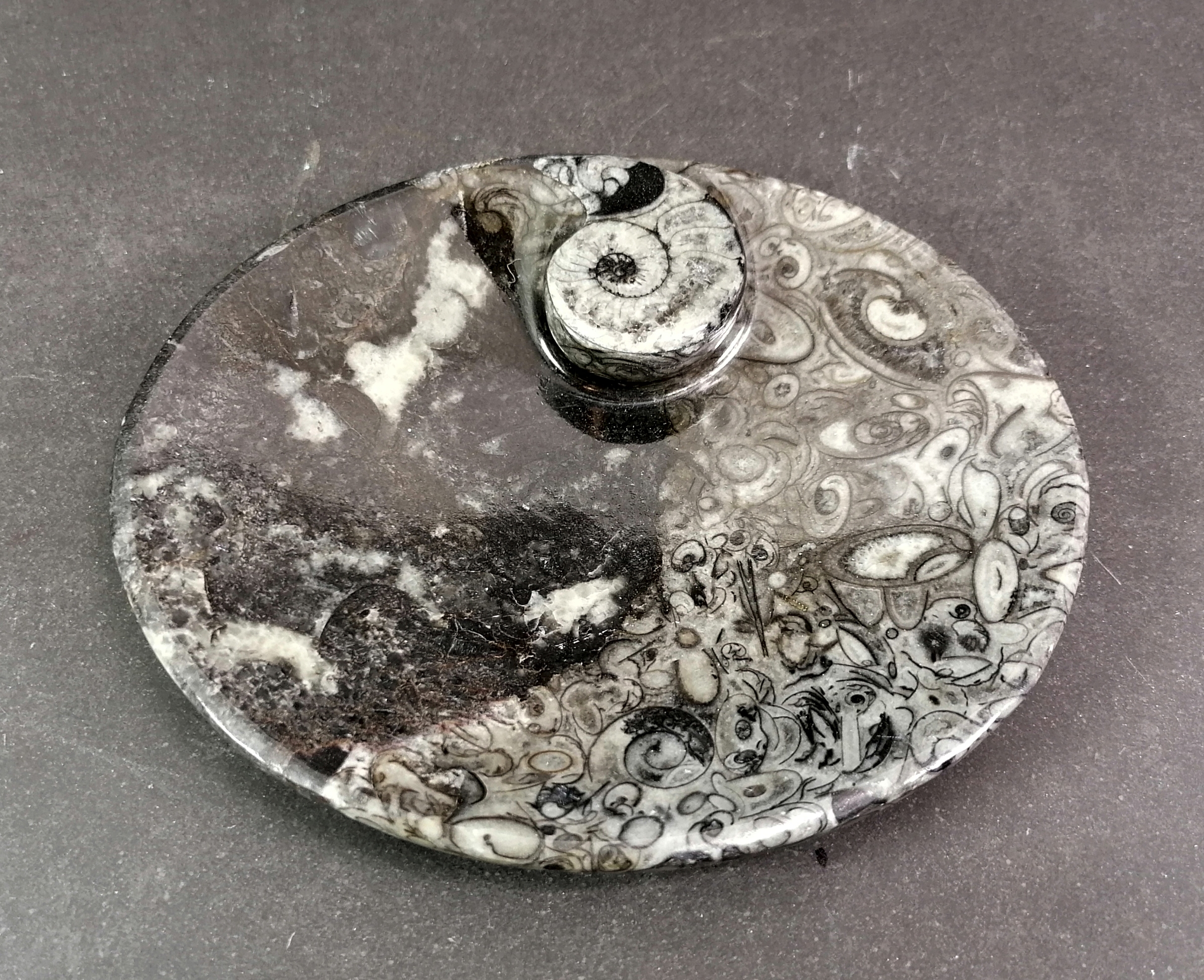 Ovalt Stenfat med Amoniter och Orthoceratiter  - 12cm