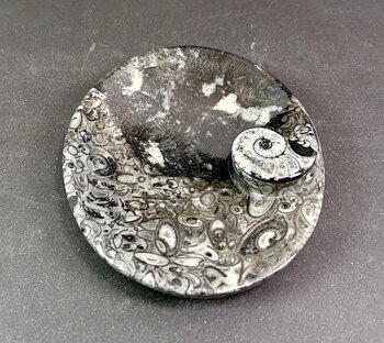 Ovalt Stenfat med Amoniter och Orthoceratiter  - 12cm