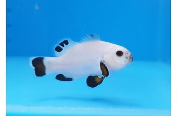 Amphirion ocellaris plasma storm (reef safe)