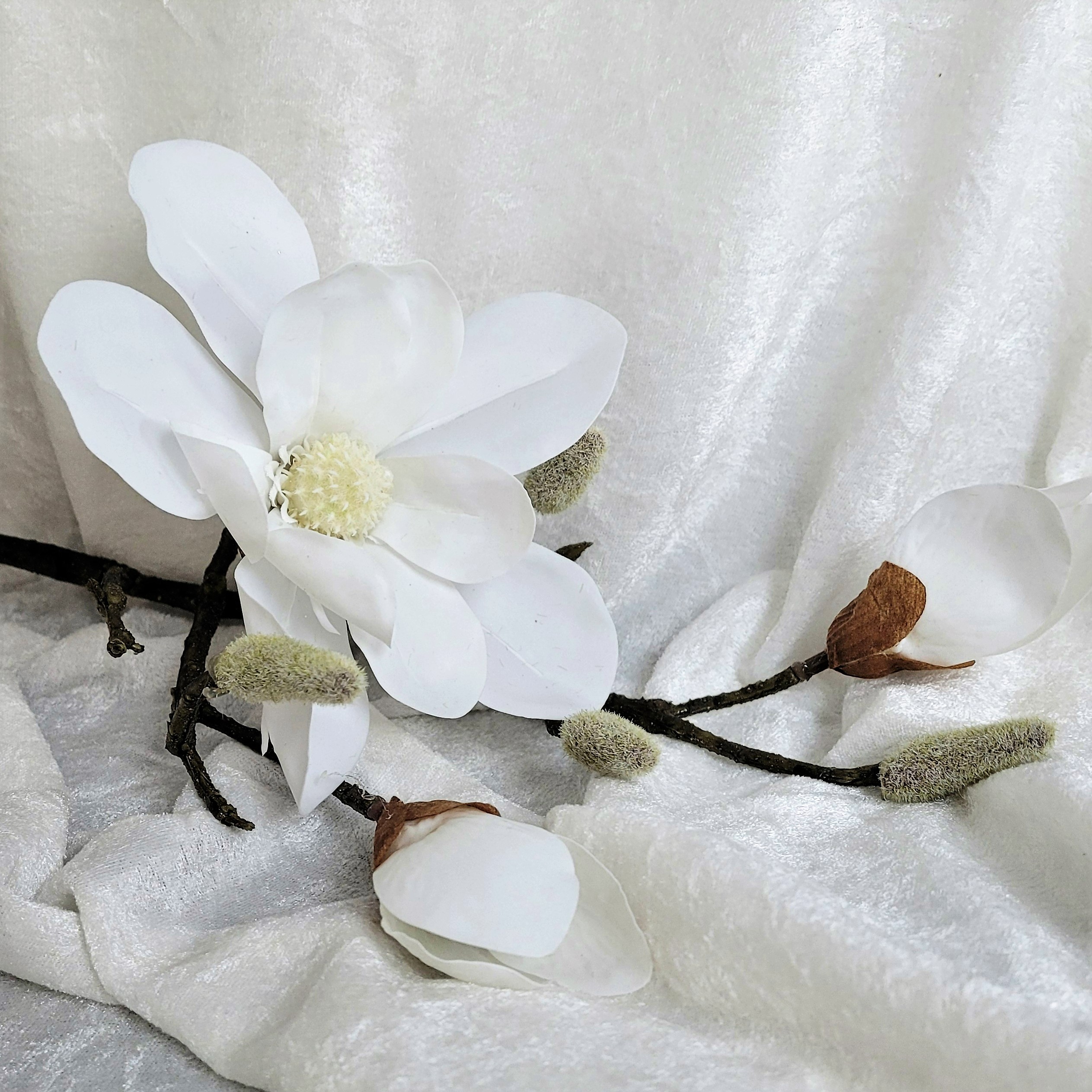 Kvist Magnolia  Vit, 70 cm - 2