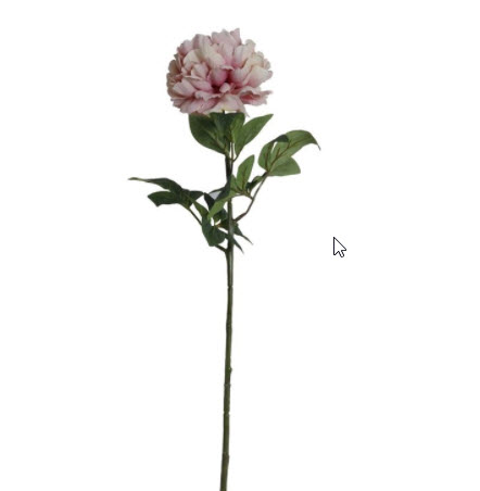 Kvist Hortensia Gammelrosa, 70 cm - 3