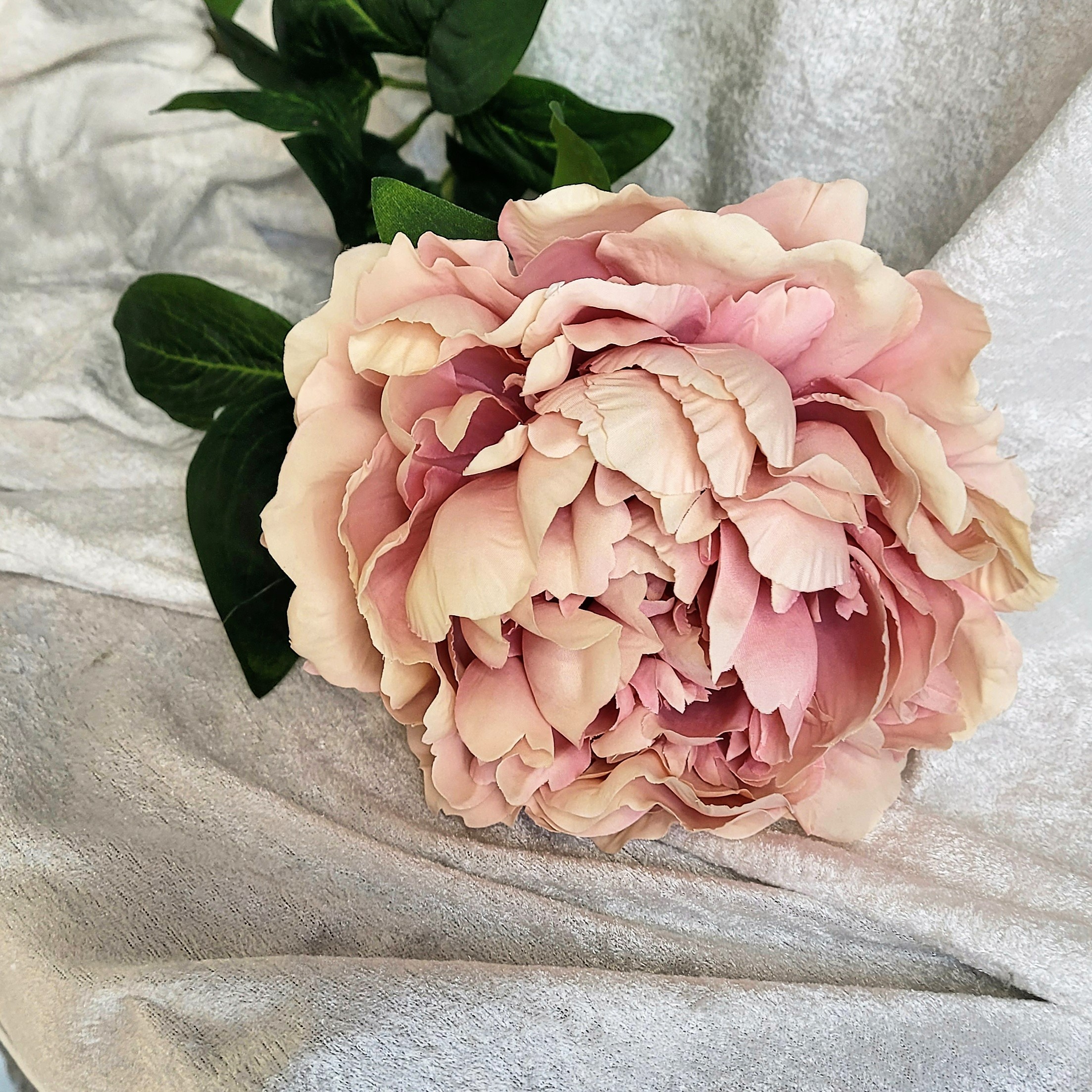 Kvist Hortensia Gammelrosa, 70 cm - 2