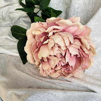 Kvist Hortensia Gammelrosa, 70 cm