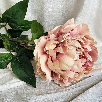 Kvist Hortensia Gammelrosa, 70 cm