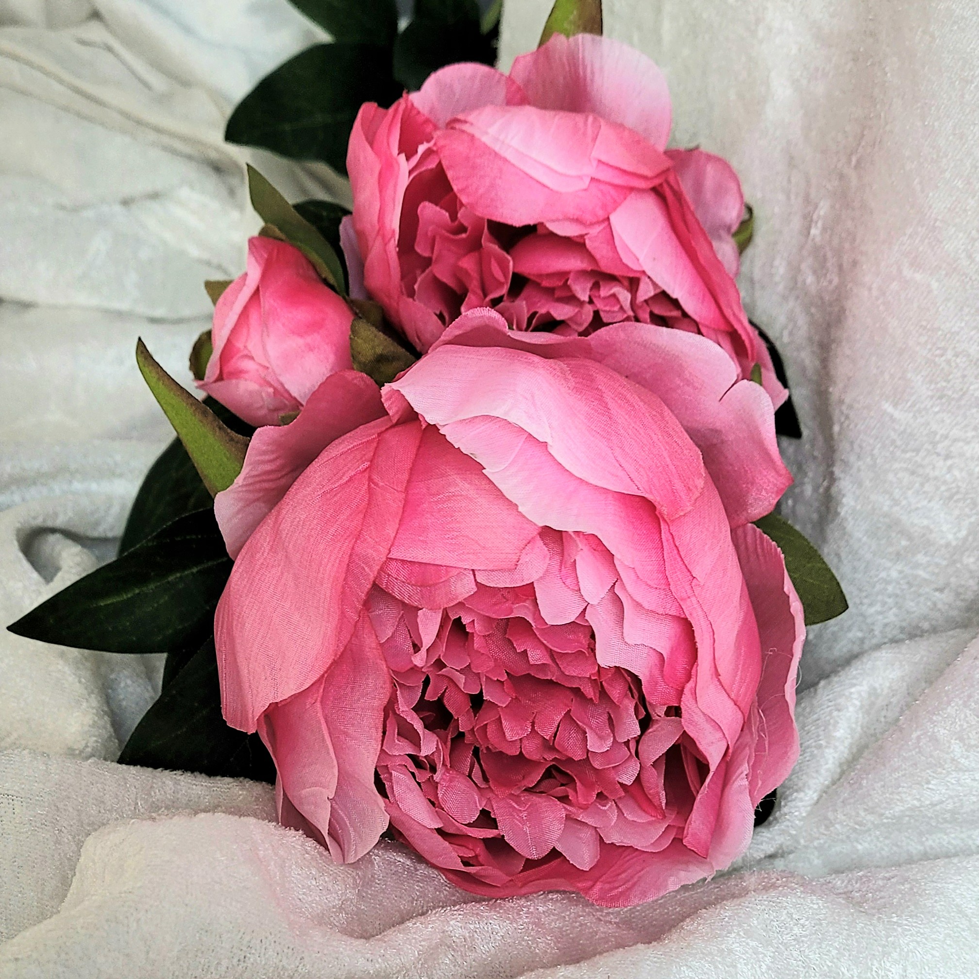 Kvist Pion Cerise, 70 cm - 2